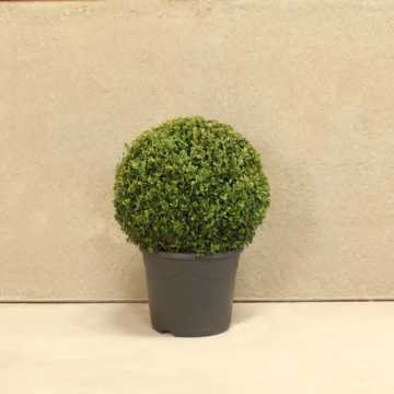 Box Topiary Ball 30/40cm 7.5L 